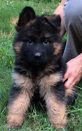 Cuccioli pastore tedesco femmina pelo lungo