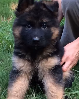 Cuccioli pastore tedesco femmina pelo lungo