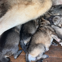 CLC lupo cecoslovacco