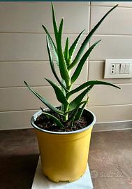 Pianta aloe