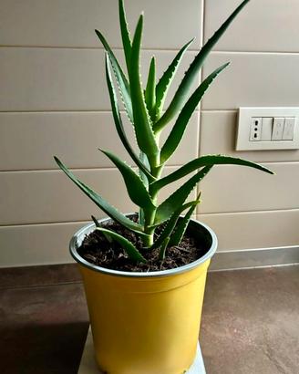 Pianta aloe