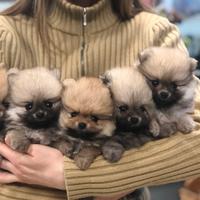 Allevamento Spitz Pomerania, Barboncino e Maltipoo