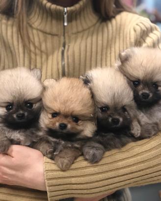 Allevamento Spitz Pomerania, Barboncino e Maltipoo