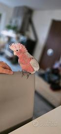 Cacatua rosa cucciolo