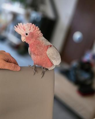 Cacatua rosa cucciolo