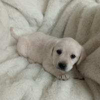 Cuccioli di labrador