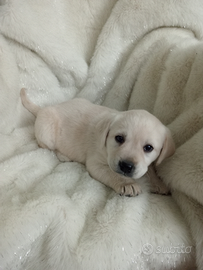 Cuccioli di labrador