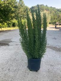 Rosmarino vaso 24 aromatizzato
