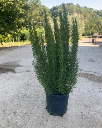 Rosmarino vaso 24 aromatizzato