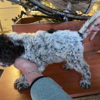 Cuccioli Lagotto romagnolo