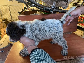 Cuccioli Lagotto romagnolo