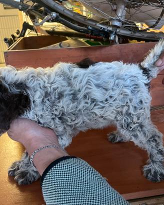 Cuccioli Lagotto romagnolo