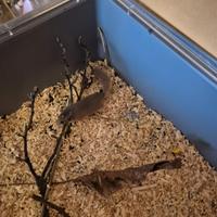 Coppia di minighiri africani