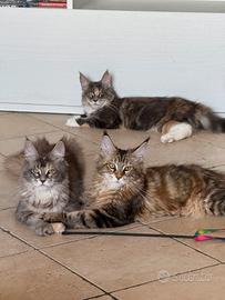Cuccioli maine coon