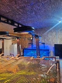 lampada acquario dolce prime 16 acquaillumination 