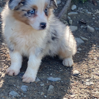 Cuccioli australian shepherd con pedigree supe