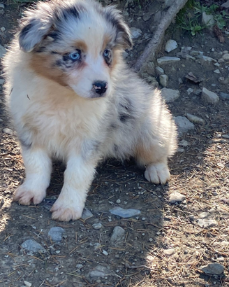Cuccioli australian shepherd con pedigree supe