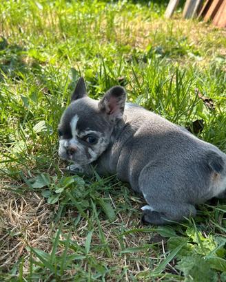 Femminuccia bulldog francese blu merle