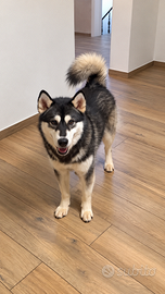 Husky Malamute
