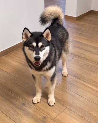 Husky Malamute