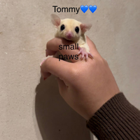 Petauri dello zucchero