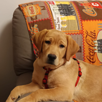 Cucciola di Labrador Red Fox