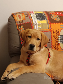 Cucciola di Labrador Red Fox