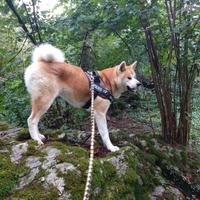 Akita maschio per accoppiamento