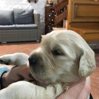 Cuccioli Golden Retriever Pedigree