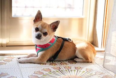 Chihuahua alta genealogia per accoppiamento