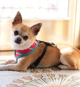 Chihuahua alta genealogia per accoppiamento