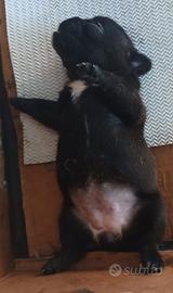 Disponibili bouldogue francese con pedigree