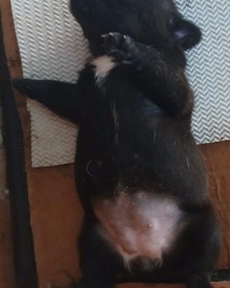 Disponibili bouldogue francese con pedigree