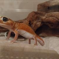 Geco dalla coda piatta australiano