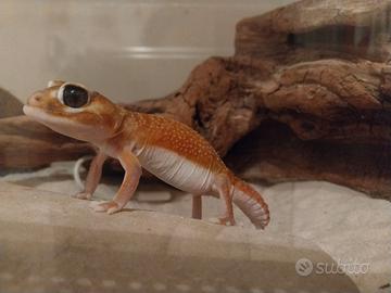 Geco dalla coda piatta australiano