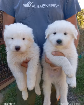 Cuccioli Pastore Maremmano Abruzzese