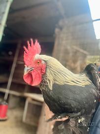 Gallo Marans