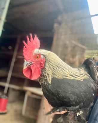 Gallo Marans