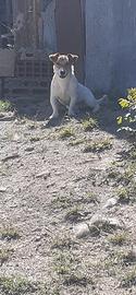 Jack russel