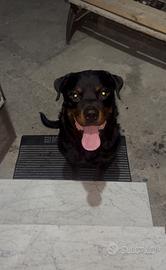 Rottweiler per monta