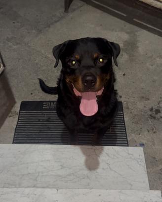 Rottweiler per monta