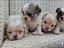 Immagine 1