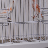 Canarini rosso mosaico