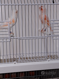 Canarini rosso mosaico