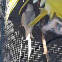 Pappagalli parrocchetti dal collareprezzi a part