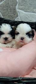 Shih Tzu
