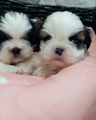 Shih Tzu