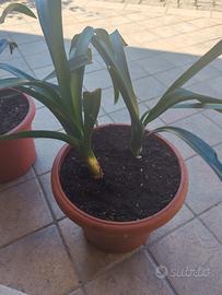 Clivia arancione 