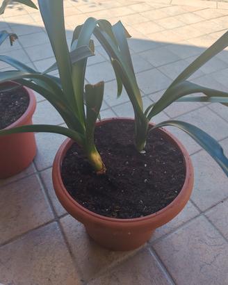 Clivia arancione 