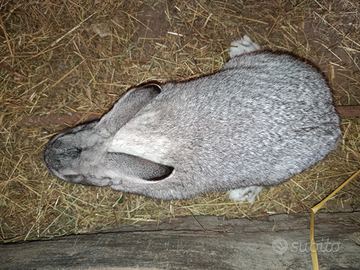 Coniglio grigio di Carmagnola